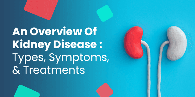 An Overview Of Kidney Disease Types Symptoms And Treatments